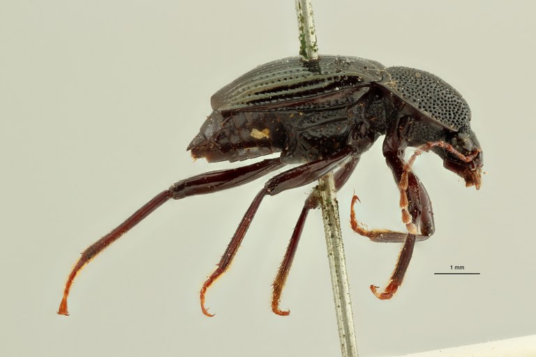 Apatetica viridipennis t L ZS PMax Scaled.jpeg