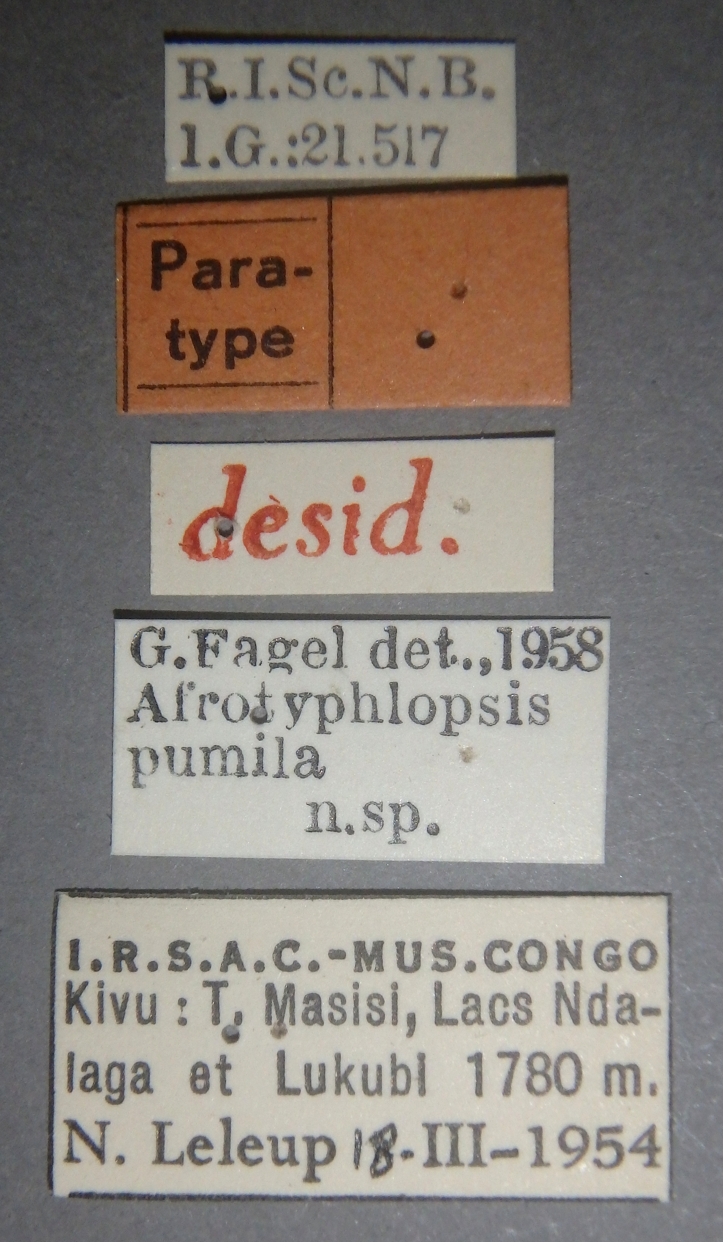 Afrotyphlopsis pumila pt Lb.jpg