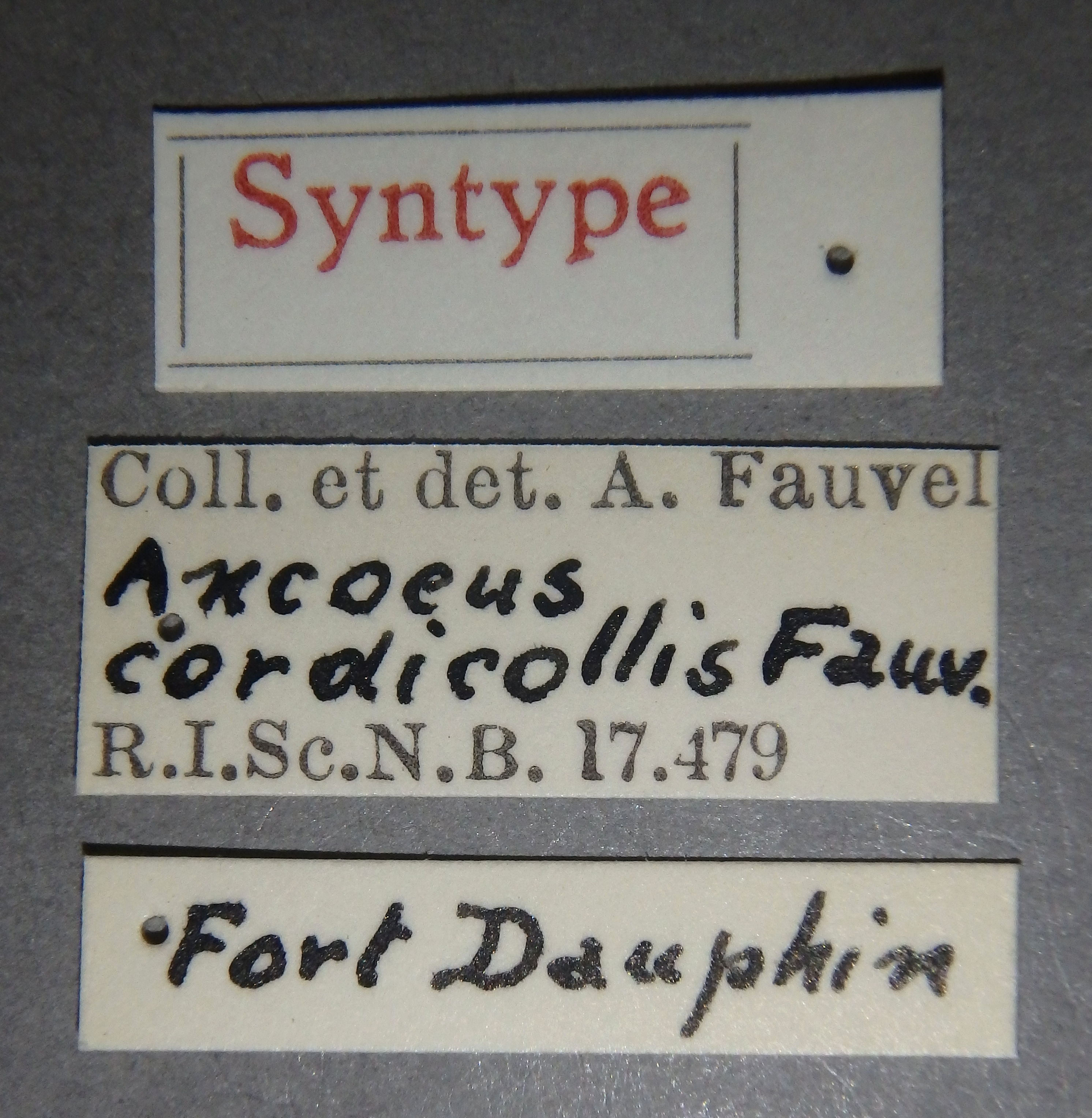 Ancaeus cordicollis st Lb.jpg