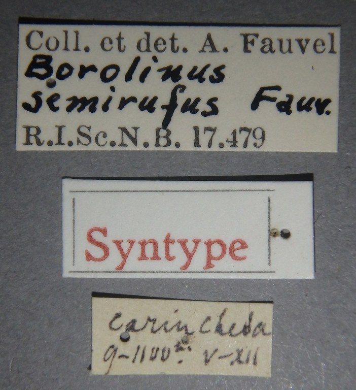 Borolinus semirufus st Lb.jpg