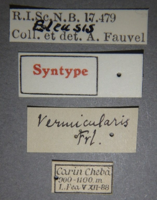 Eleusis vermicularis st Lb.jpg