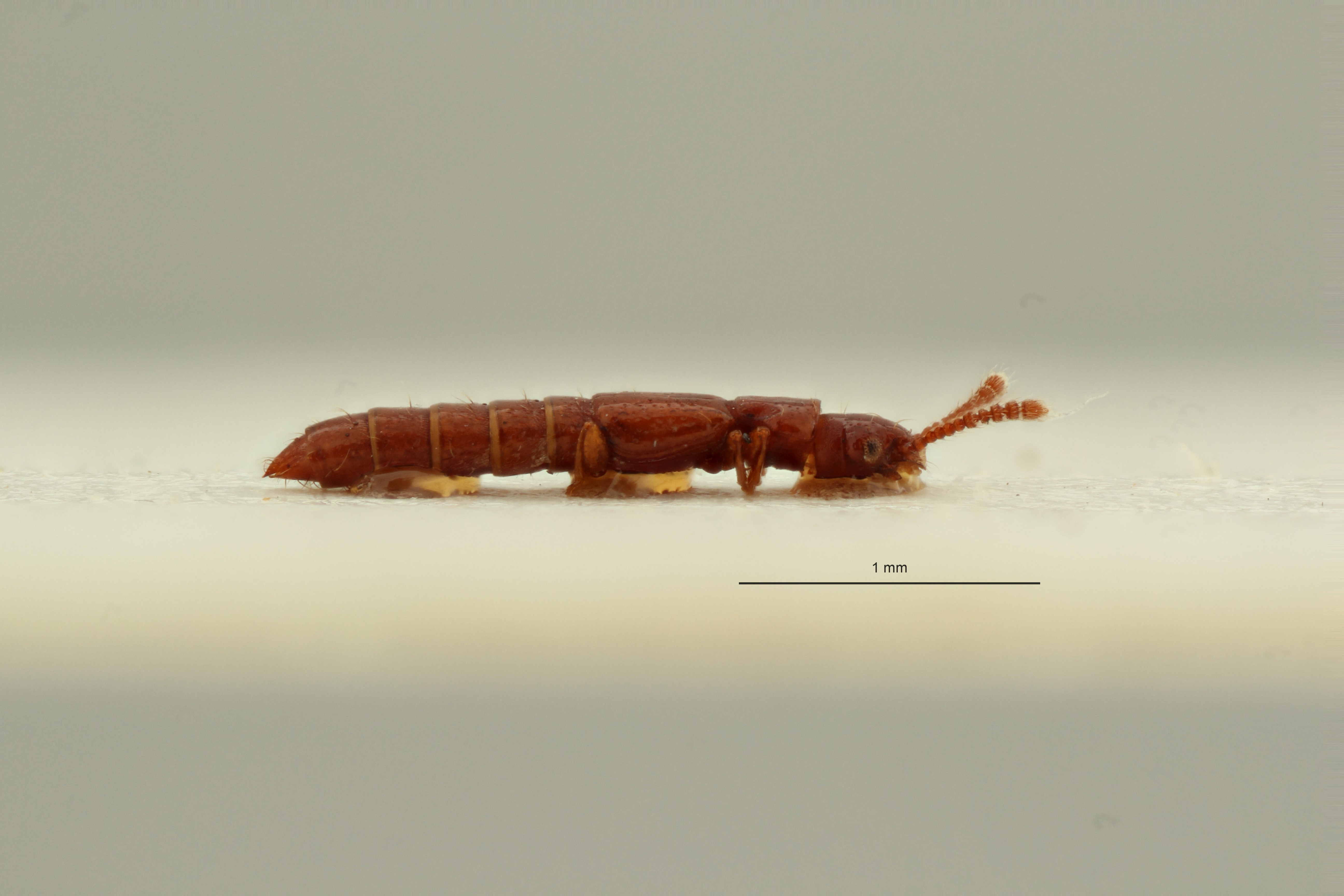 Espeson microphthalmus t L ZS PMax Scaled.jpeg