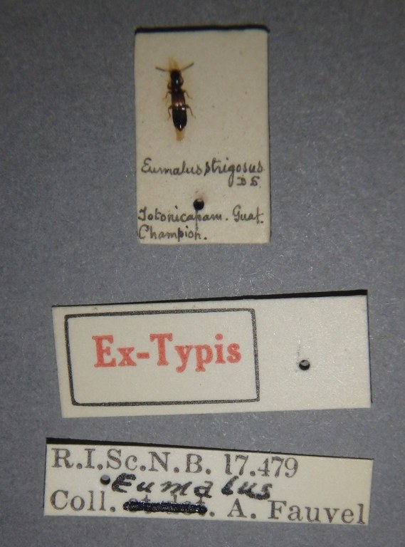 Eumalus strigosus et Lb.jpg