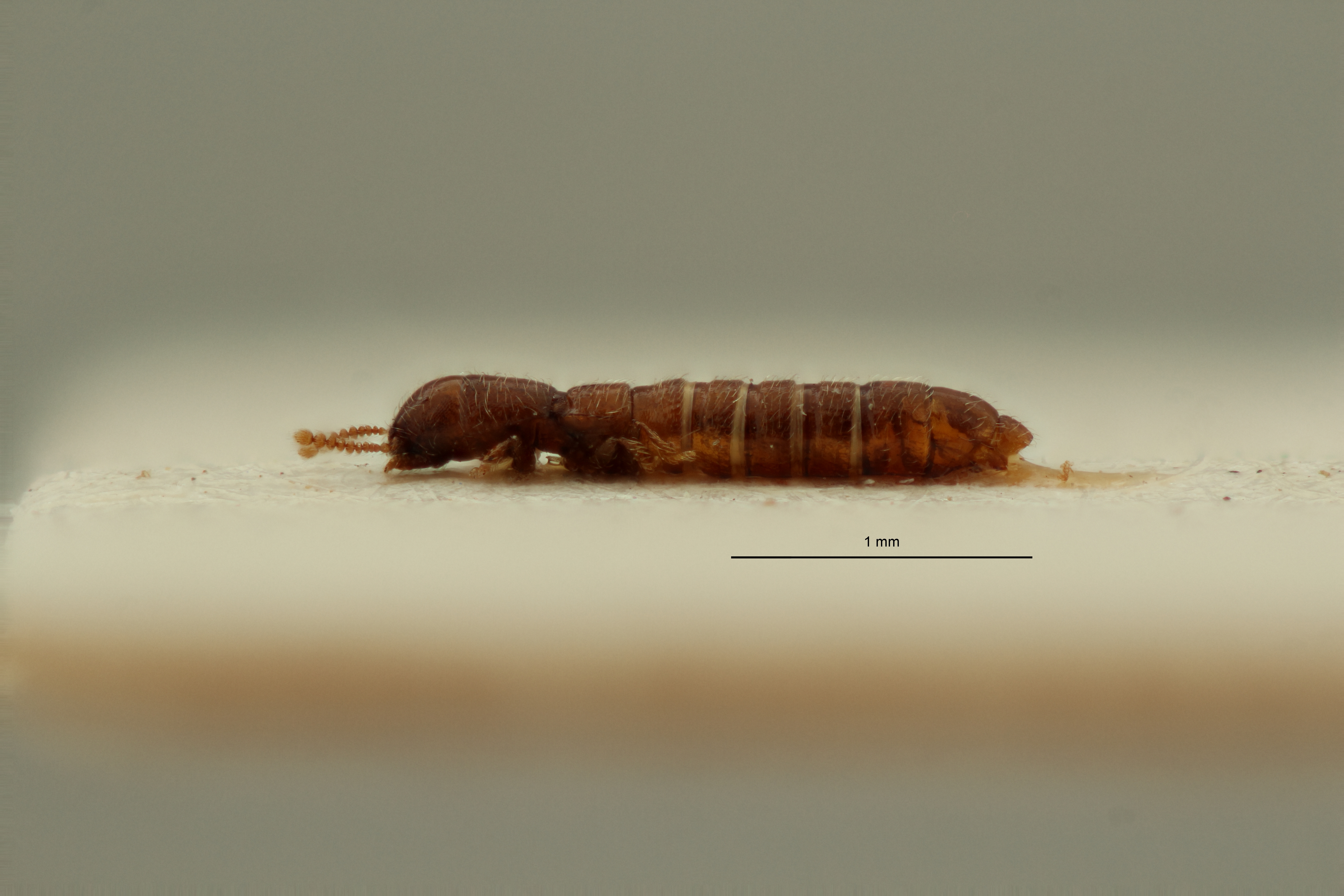 Heterocylindropsis kahuziensis pt L ZS PMax Scaled.jpeg