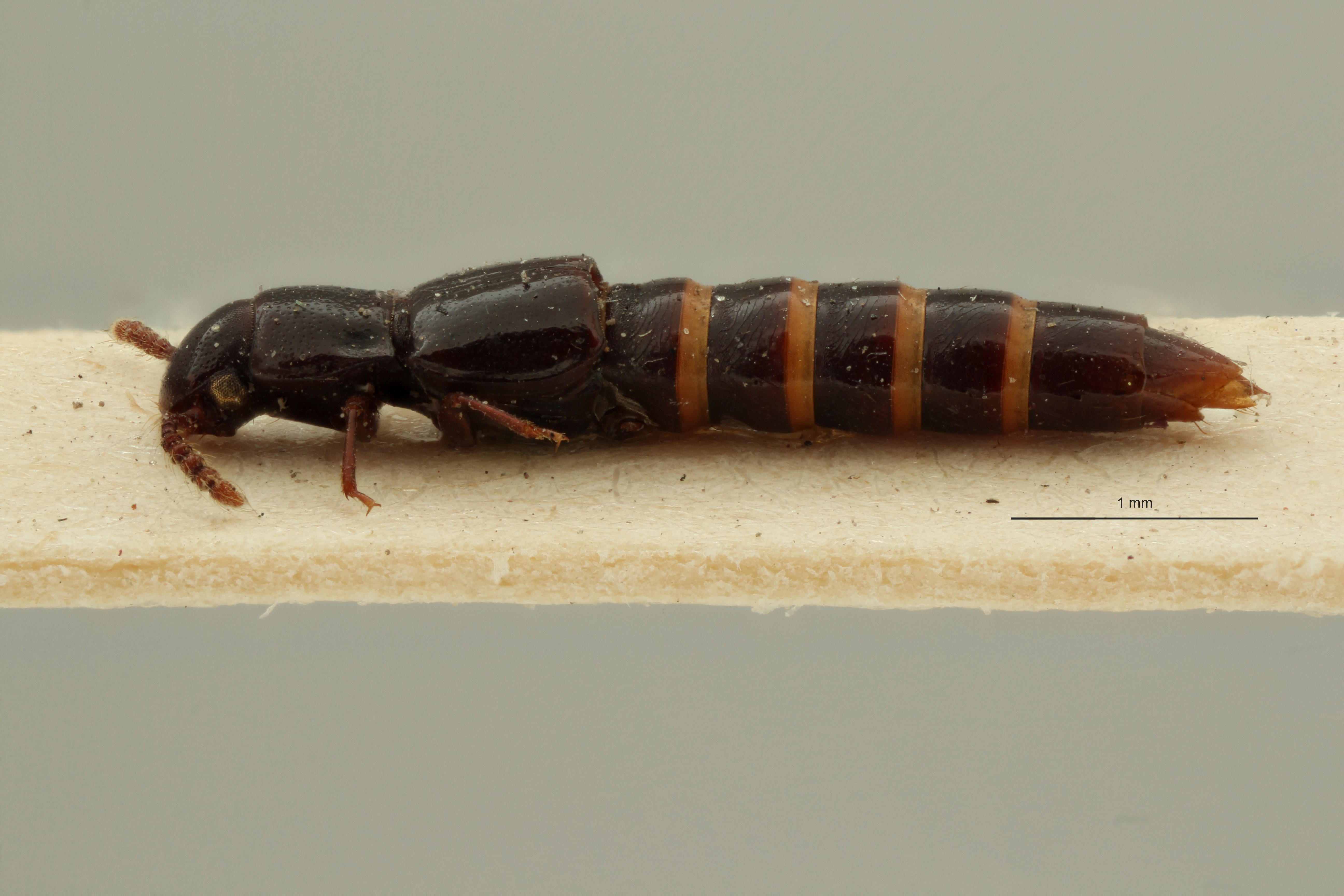 Holosus brevipennis st L ZS PMax Scaled.jpeg