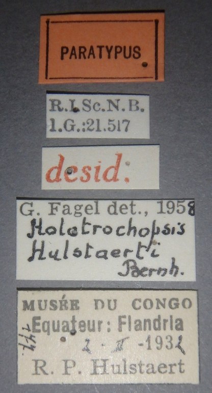 Holotrochopsis hulstaerti pt Lb.jpg