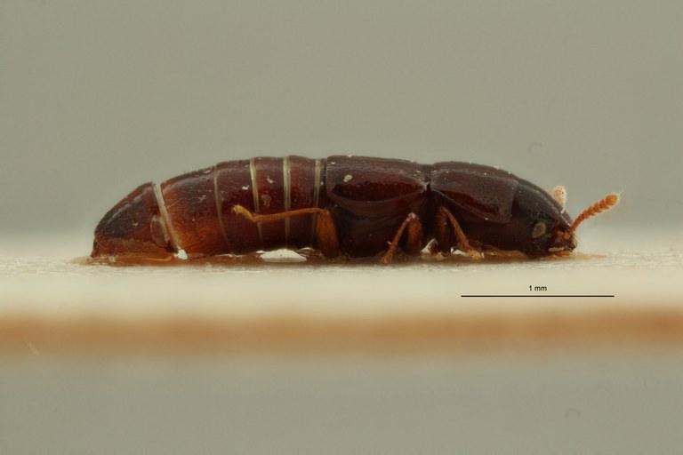 Holotrochus ghanaensis pt L ZS PMax Scaled.jpeg