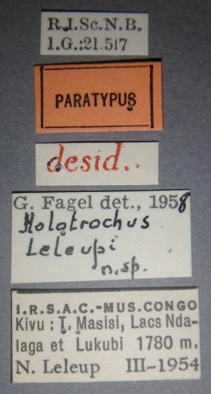 Holotrochus leleupi pt Lb.jpg