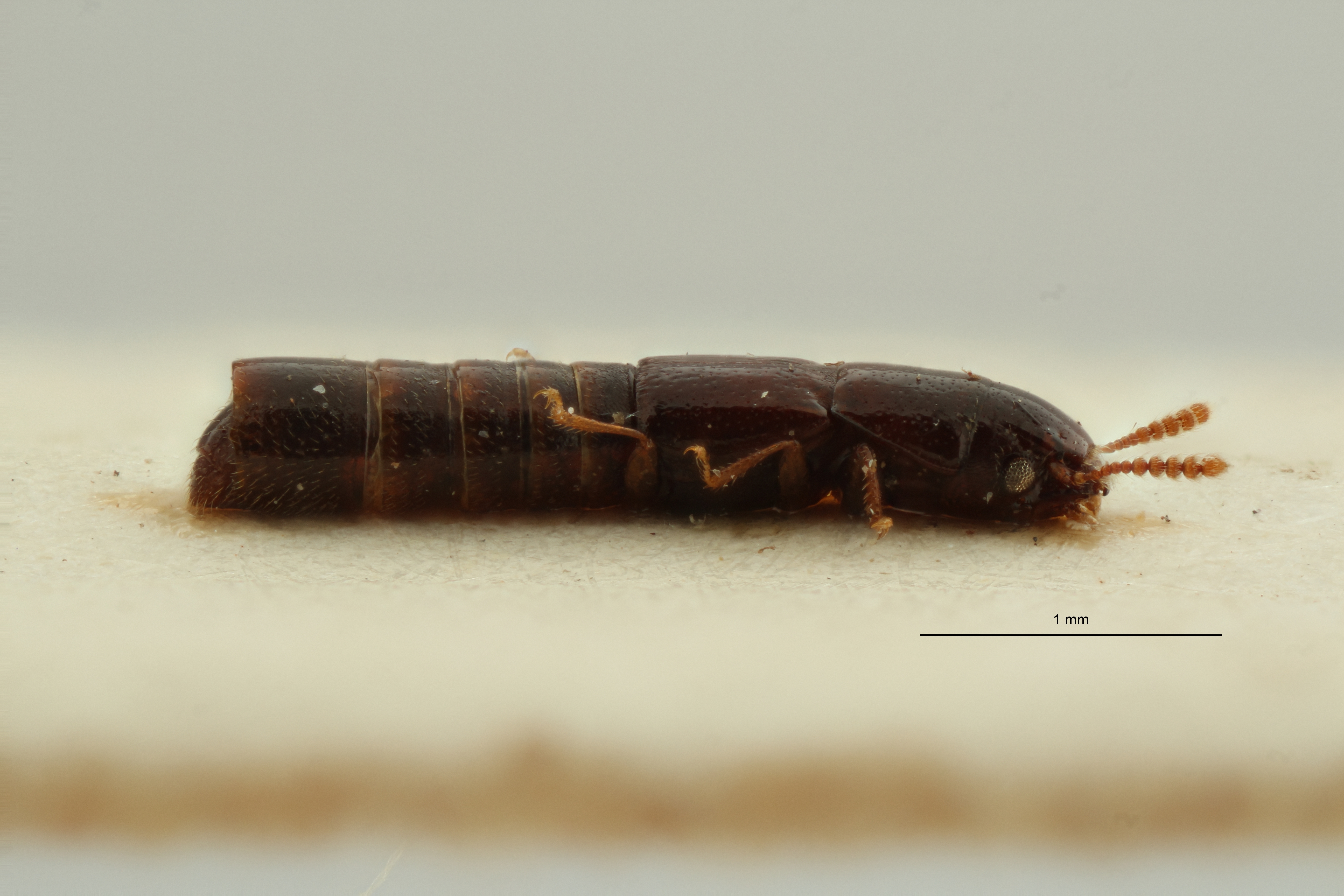 Holotrochus longipennis pt L ZS PMax Scaled.jpeg