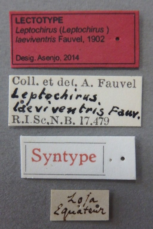 Leptochirus (Leptochirus)  laeviventris lt Lb.jpg
