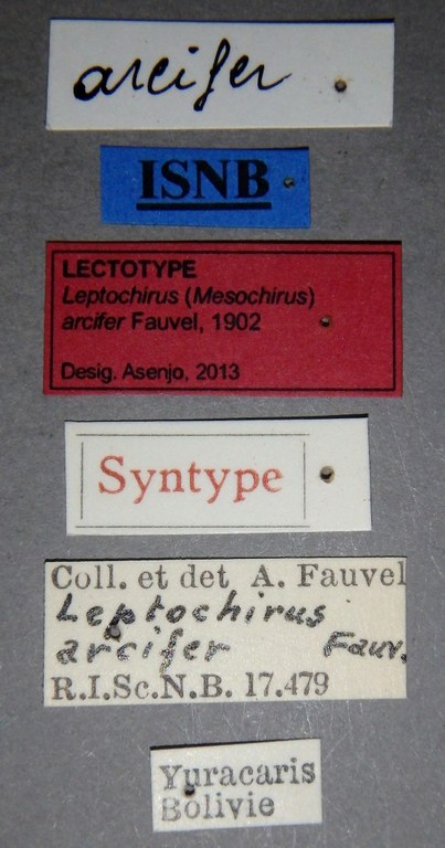 Leptochirus (Mesochirus) arcifer lt Lb.jpg