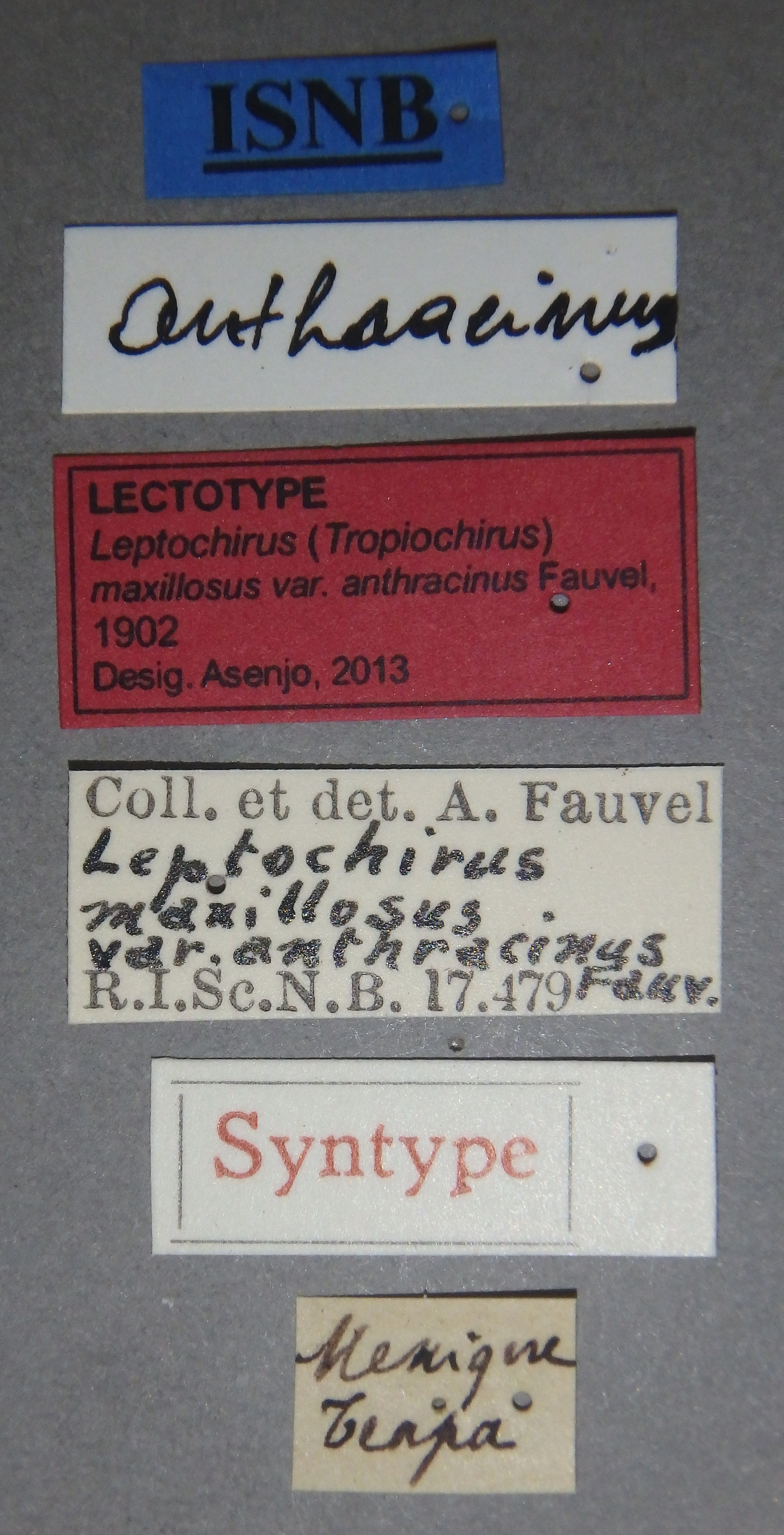 Leptochirus (Tropiochirus) maxillosus variety anthracinus lt Lb.jpg