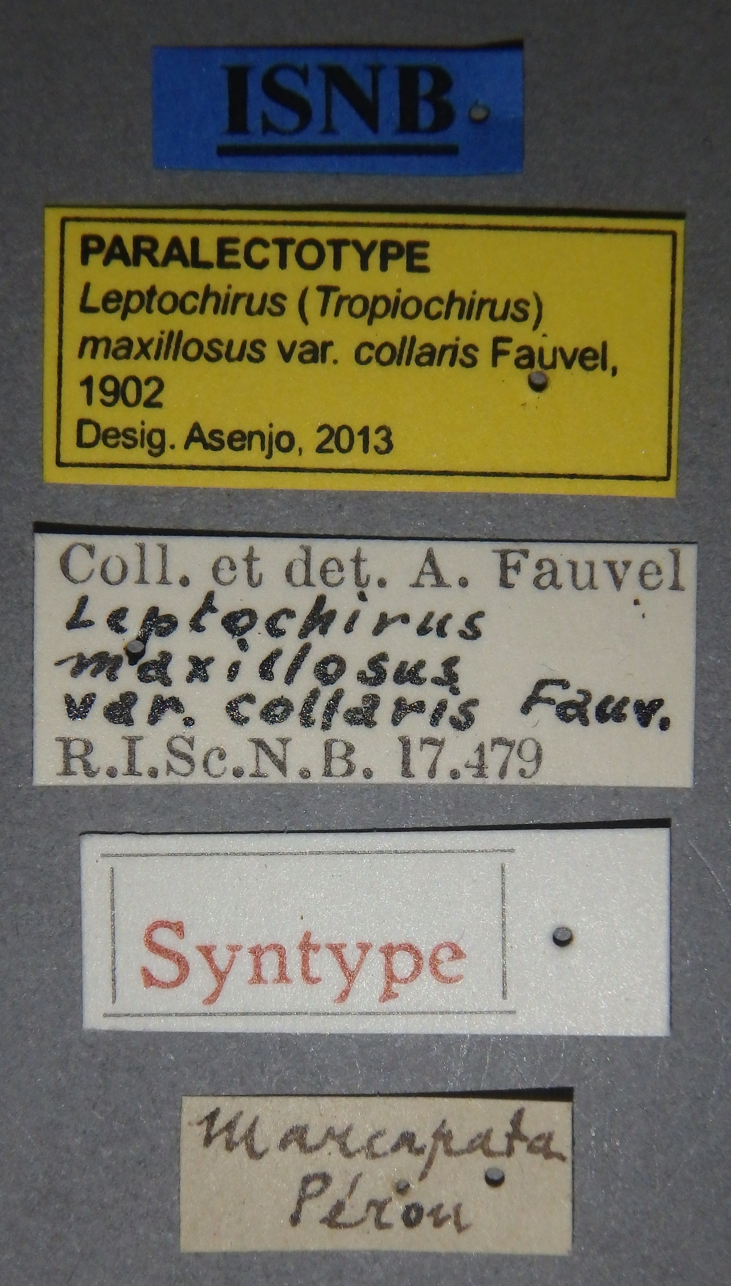 Leptochirus (Tropiochirus) maxillosus variety collaris plt Lb.jpg