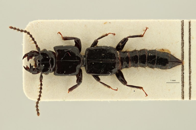 Leptochirus (Tropiochirus) truncatus lt D ZS PMax Scaled.jpeg Leptochirus (Tropiochirus) truncatus lt D ZS PMax Scaled.jpeg