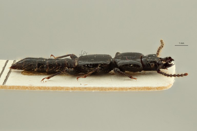 Leptochirus (Tropiochirus) truncatus lt L ZS PMax Scaled.jpeg Leptochirus (Tropiochirus) truncatus lt L ZS PMax Scaled.jpeg