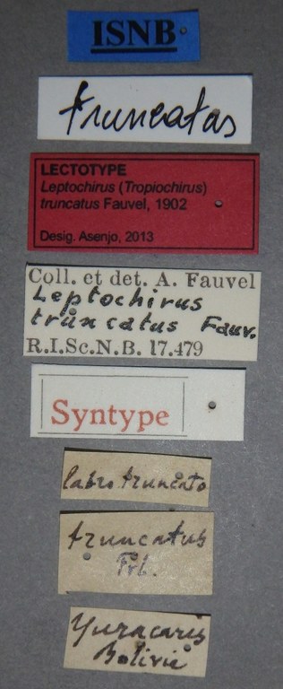 Leptochirus (Tropiochirus) truncatus lt Lb.jpg Leptochirus (Tropiochirus) truncatus lt Lb.jpg