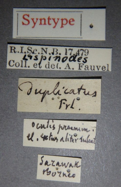 Lispinodes duplicatus st Lb.jpg