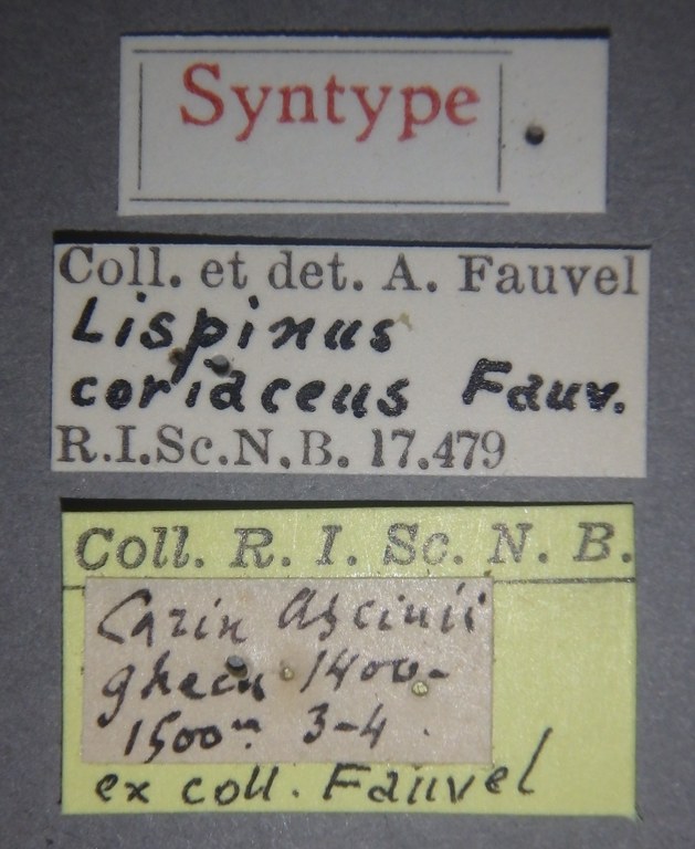 Lispinus coriaceus st Lb.jpg