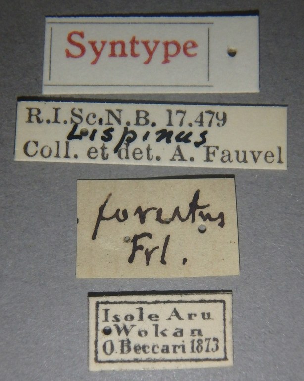 Lispinus foveatus st Lb.jpg