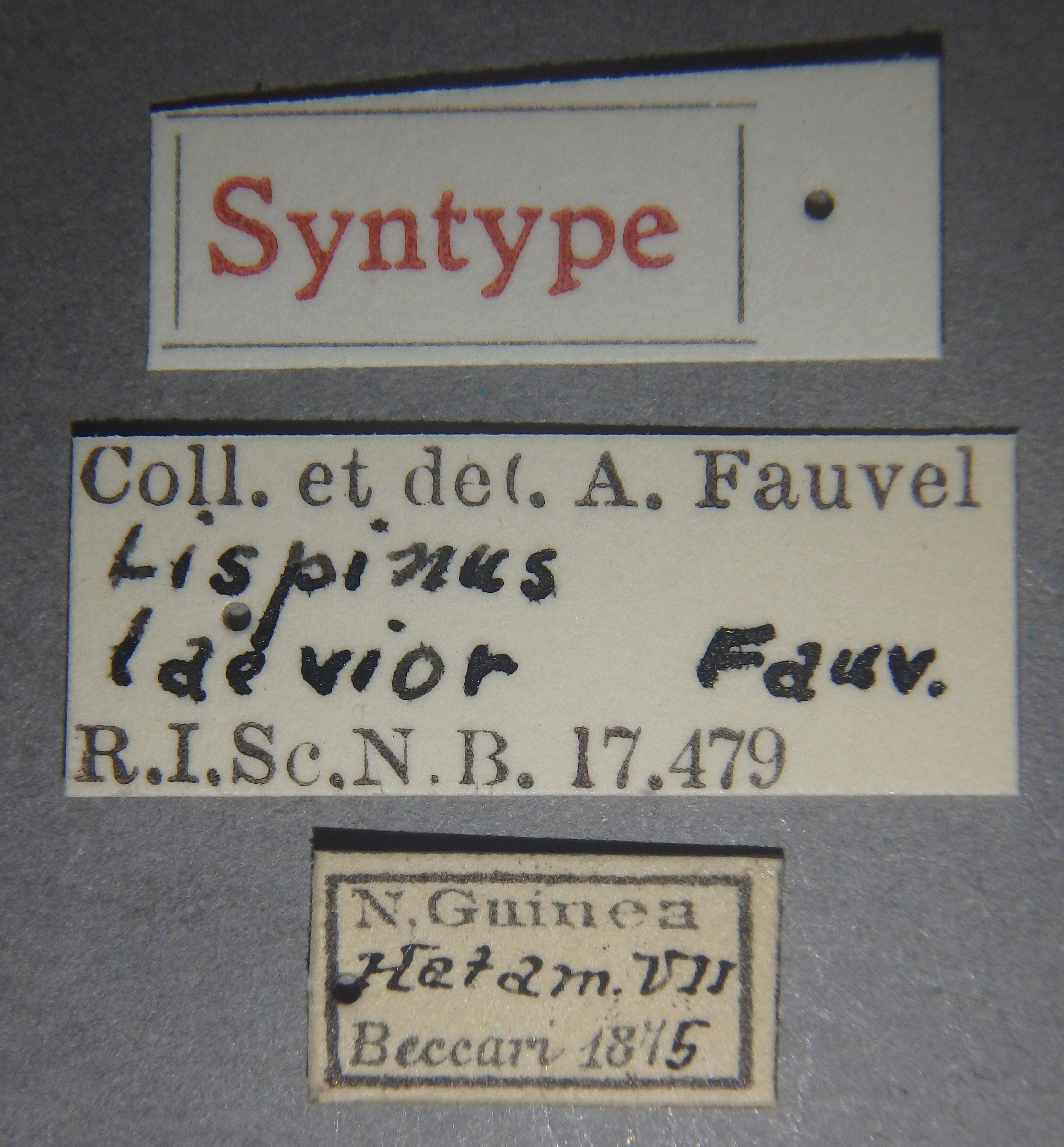 Lispinus laevior st Lb.jpg