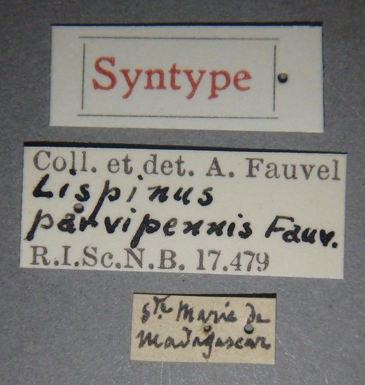 Lispinus parvipennis st Lb.jpg