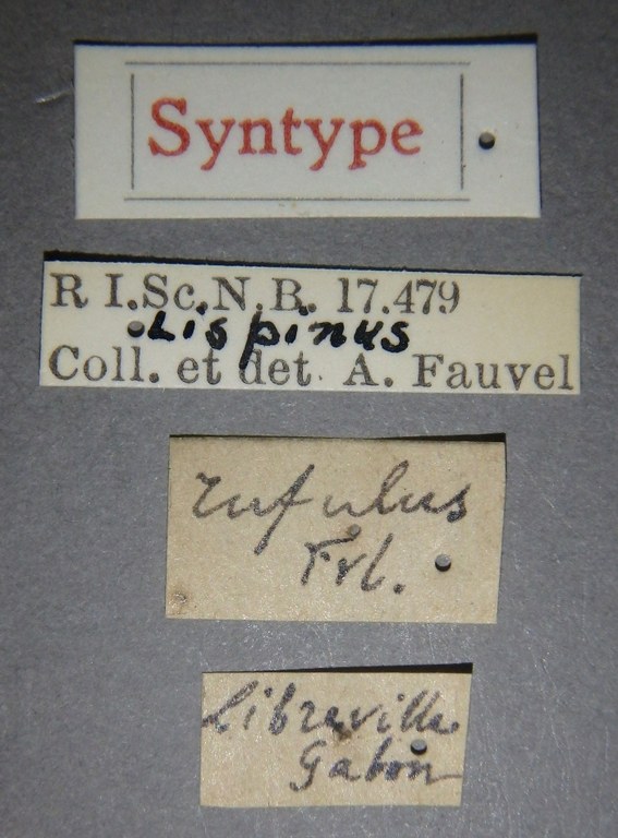 Lispinus rufulus st Lb.jpg