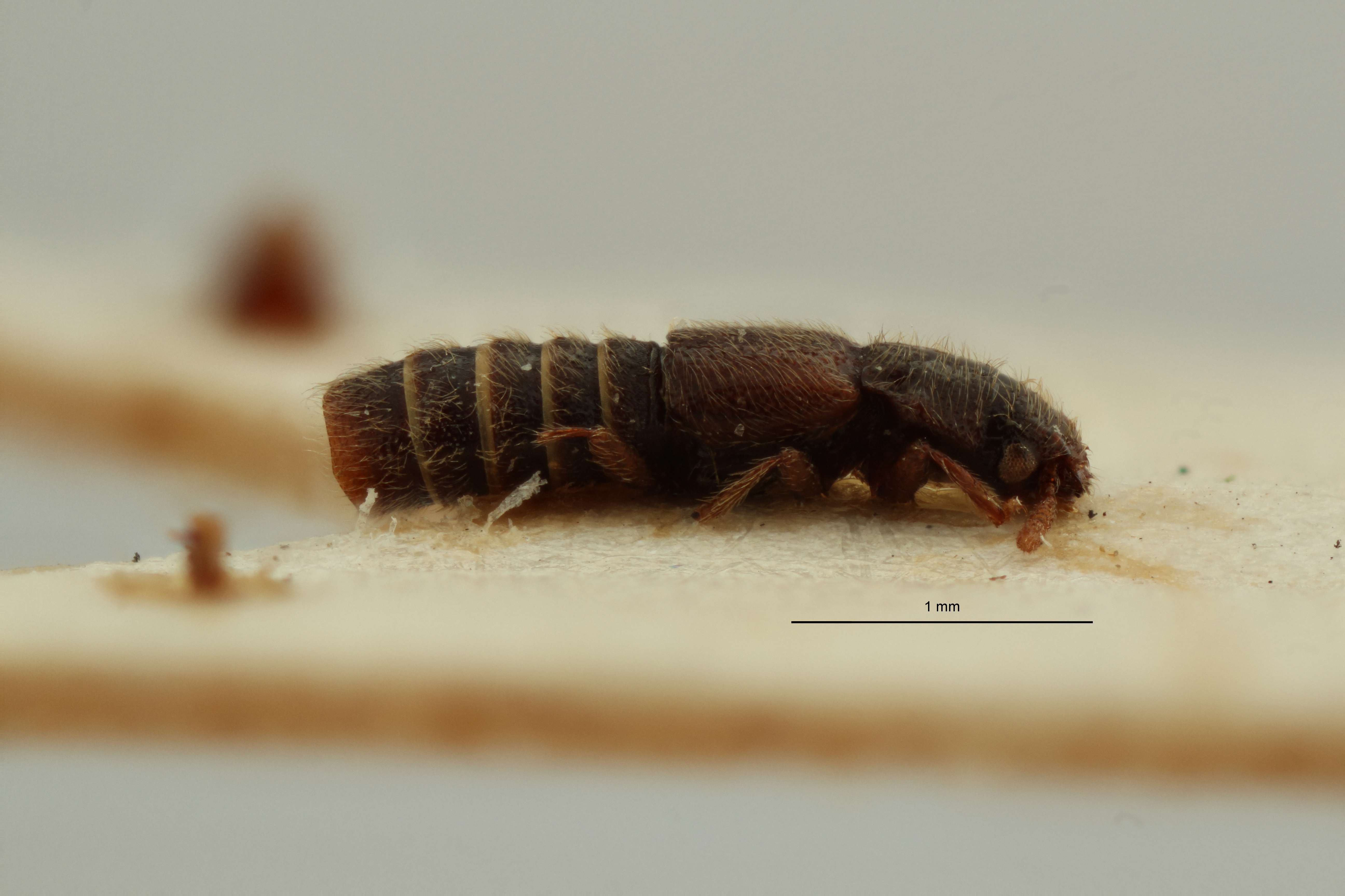 Mimogonus crebrepunctatus pt L ZS PMax Scaled.jpeg