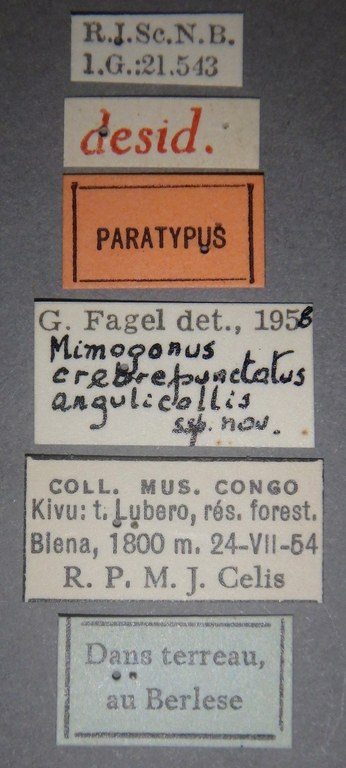 Mimogonus crebrepunctatus subsp. angulicollis pt Lb.jpg