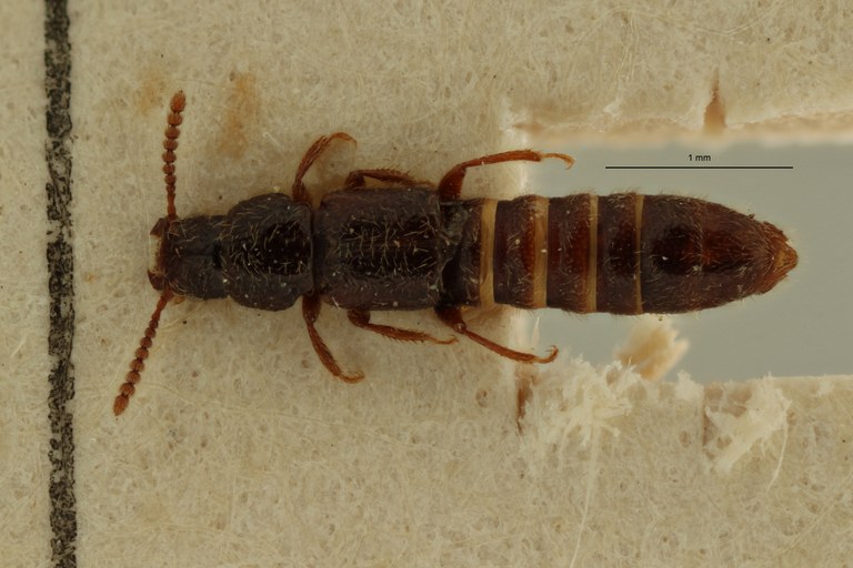 Mimogonus invisus t D ZS PMax Scaled.jpeg
