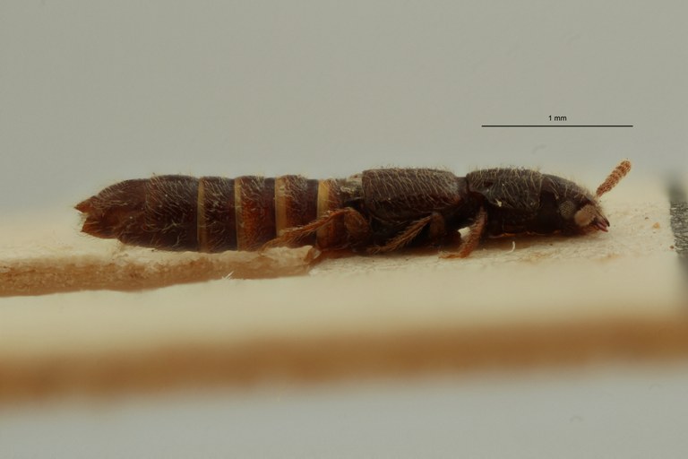 Mimogonus invisus t L ZS PMax Scaled.jpeg
