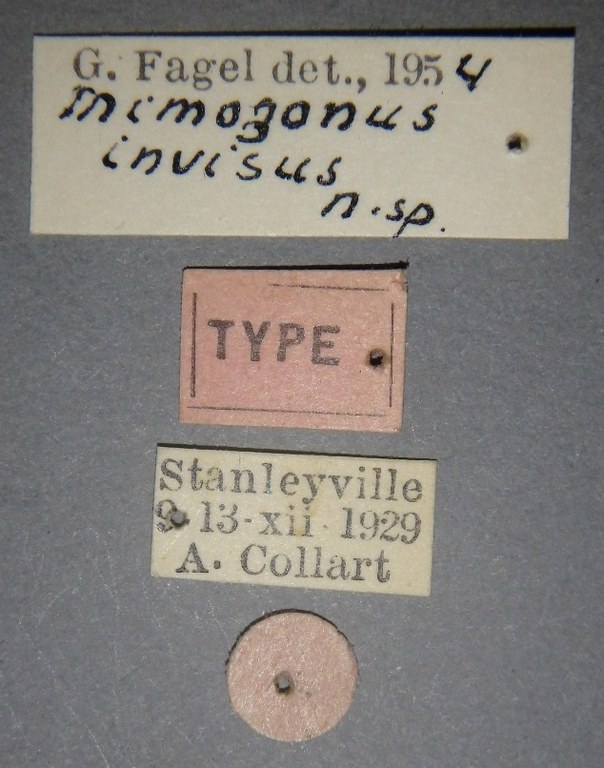 Mimogonus invisus t Lb.jpg