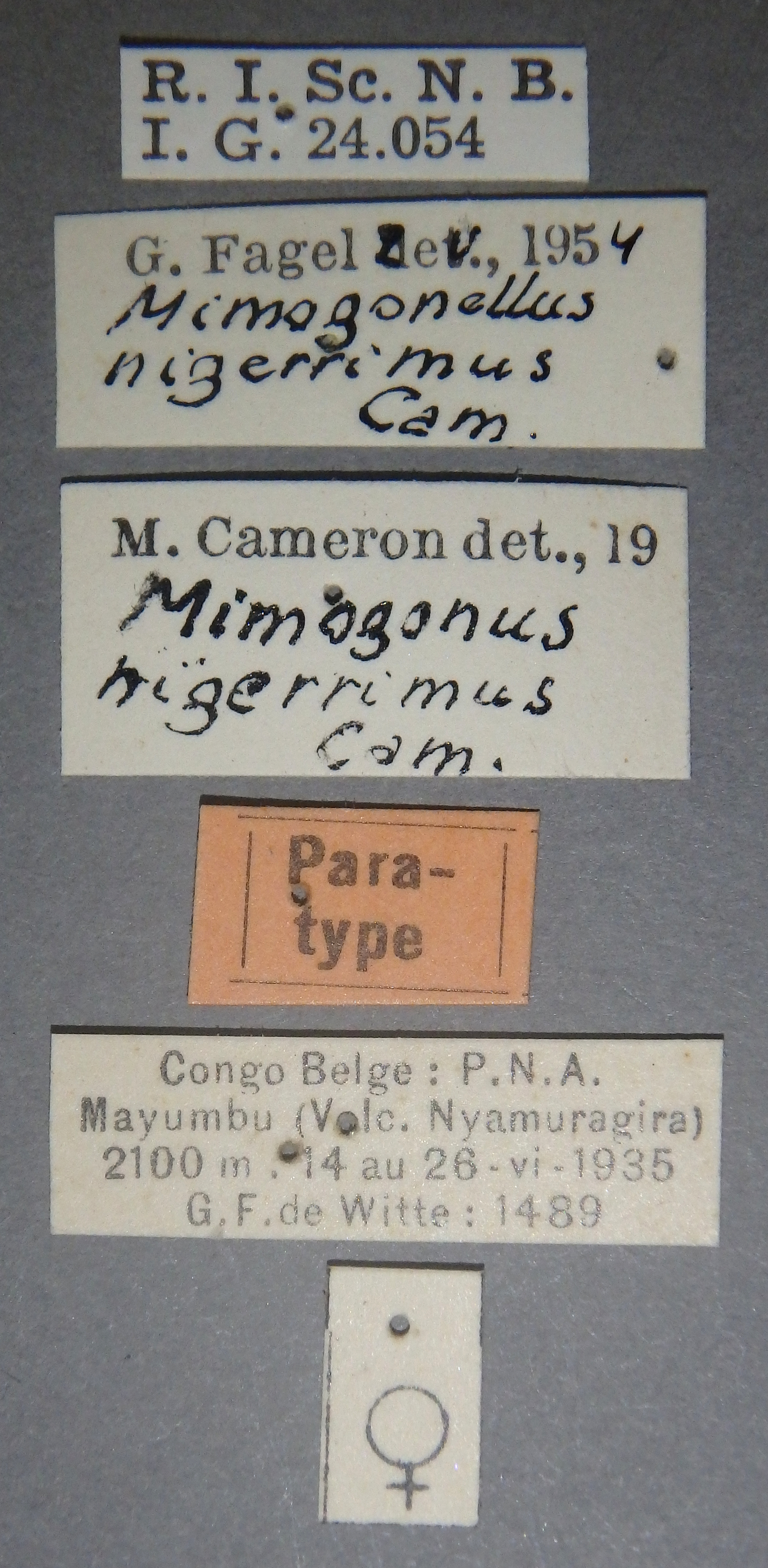 Mimogonus nigerrimus pt Lb.jpg