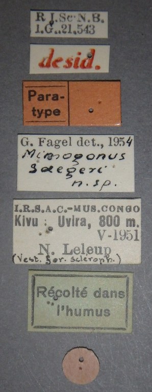 Mimogonus saegeri pt Lb.jpg
