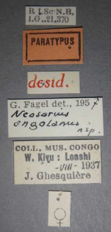 Neosorius angolanus pt Lb.jpg