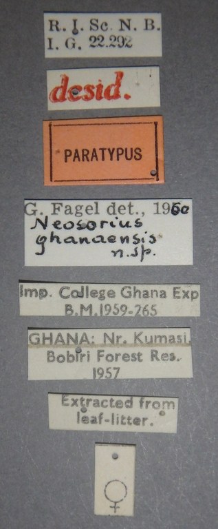 Neosorius ghanaensis pt Lb.jpg