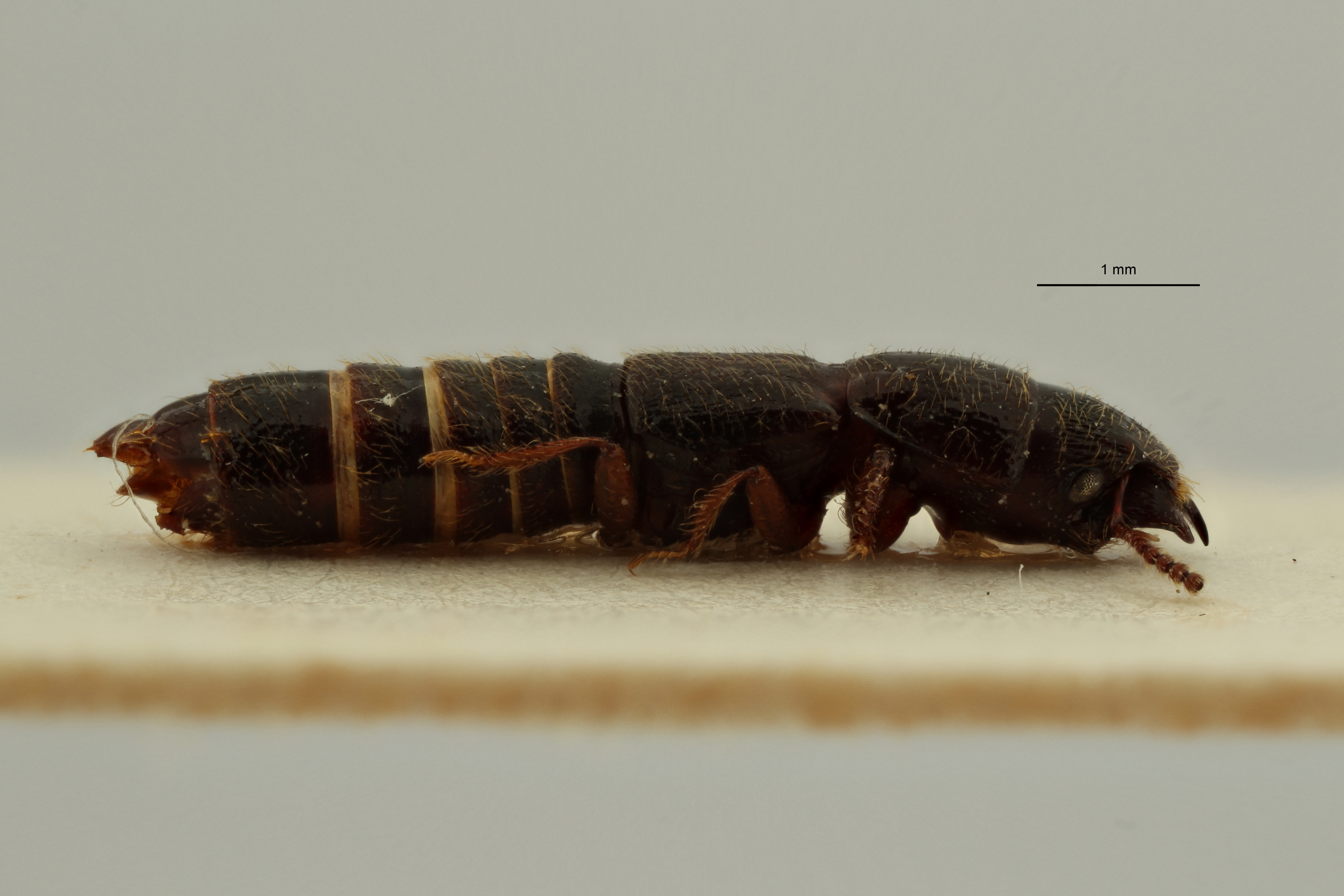 Neosorius mutakatoensis subspecies-kwangensis pt L ZS PMax Scaled.jpeg
