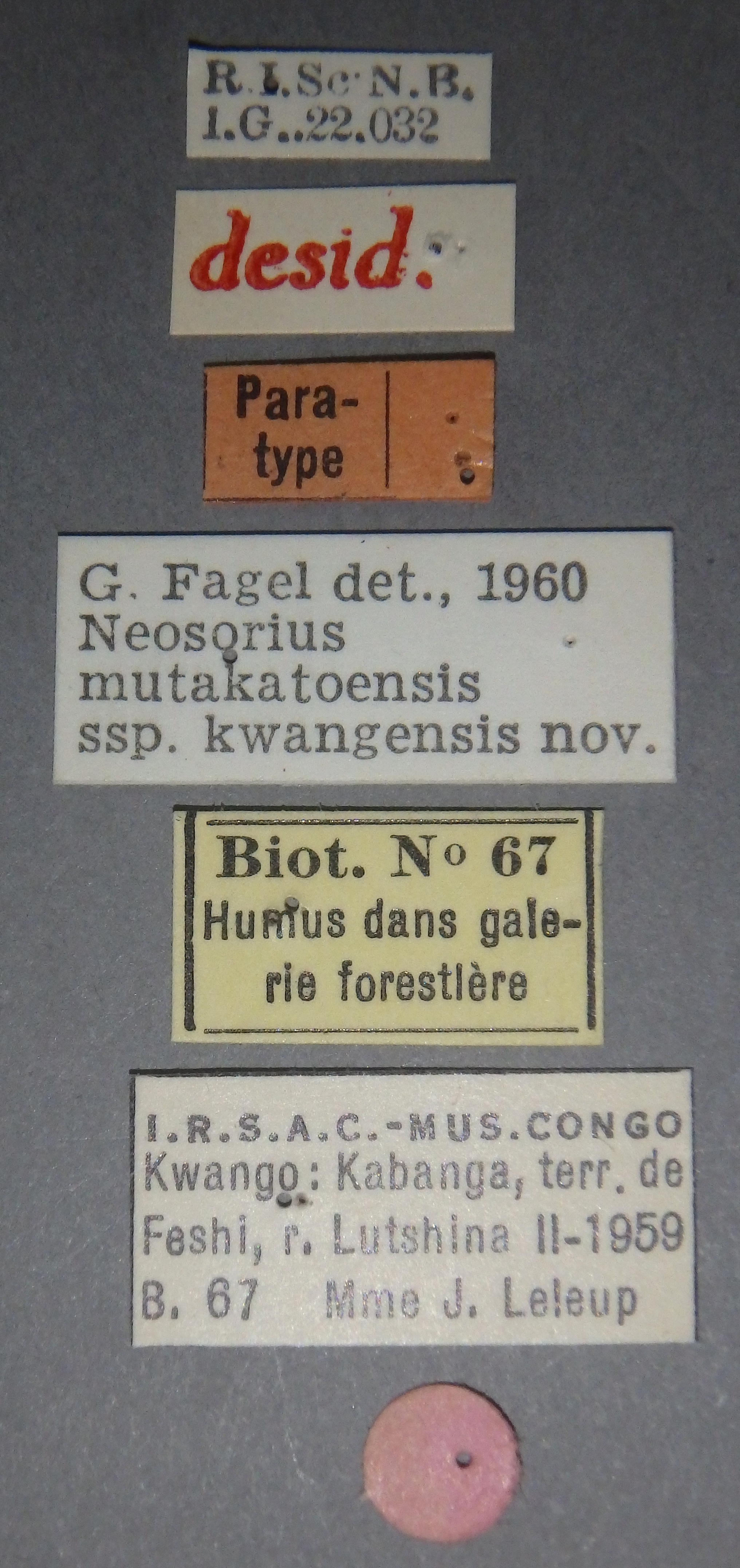 Neosorius mutakatoensis  subspecies kwangensis pt Lb.JPG