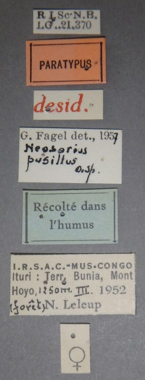 Neosorius pusillus pt Lb.jpg