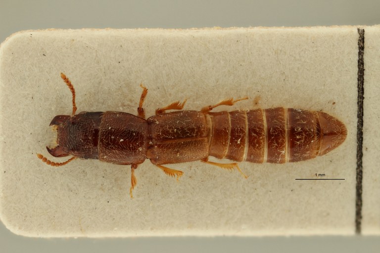 Neosorius rugegensis pt D ZS PMax Scaled.jpeg