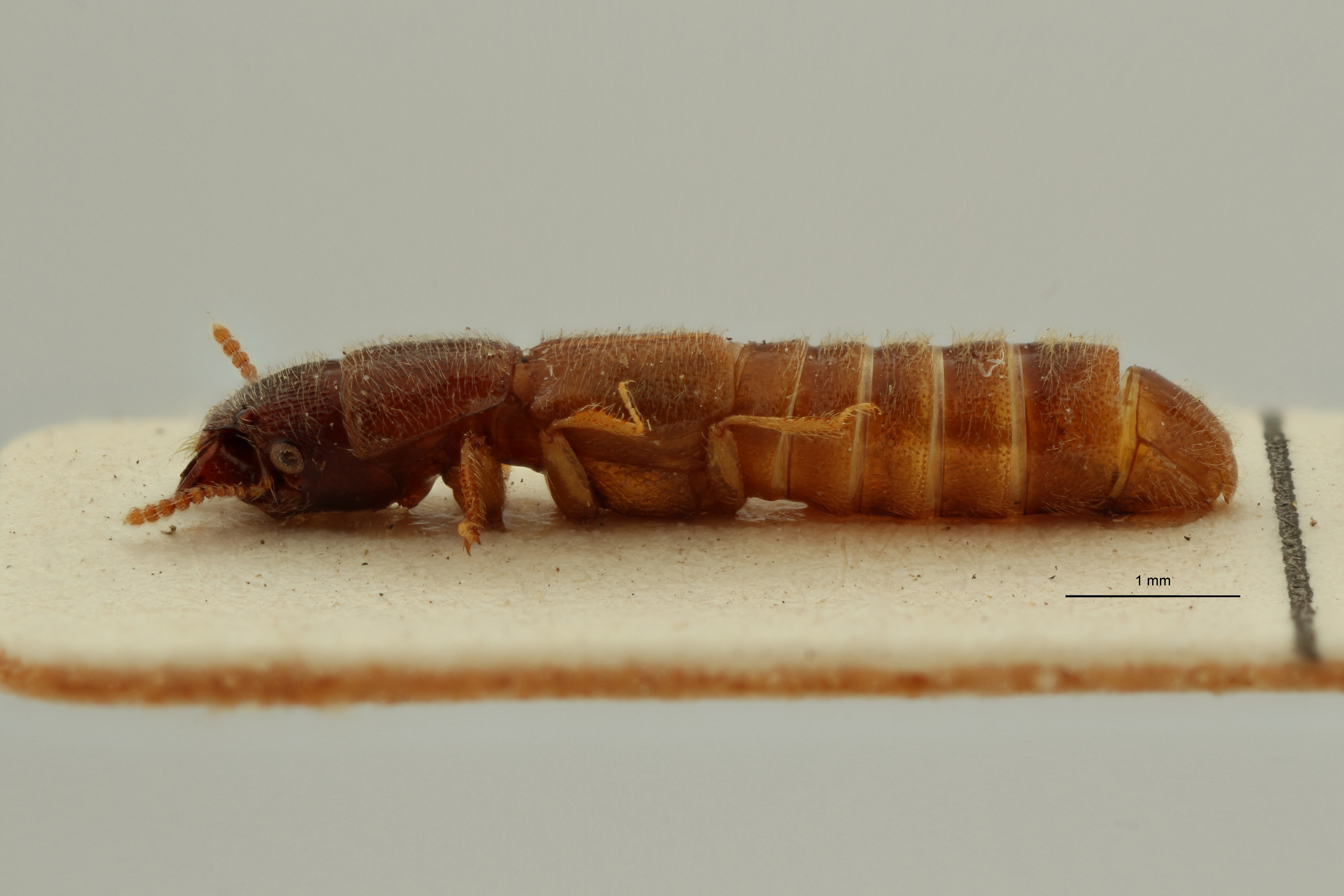 Neosorius rugegensis pt L ZS PMax Scaled.jpeg