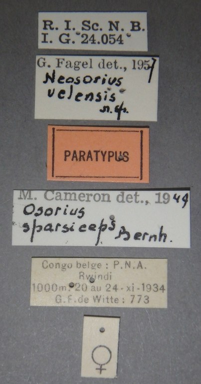 Neosorius uelensis pt Lb.jpg