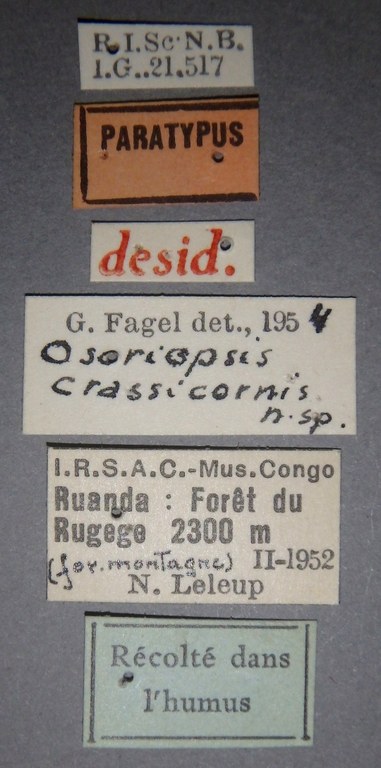Osoriopsis crassicornis pt Lb.jpg