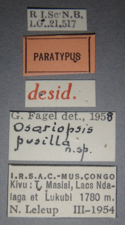 Osoriopsis pusilla pt Lb.JPG