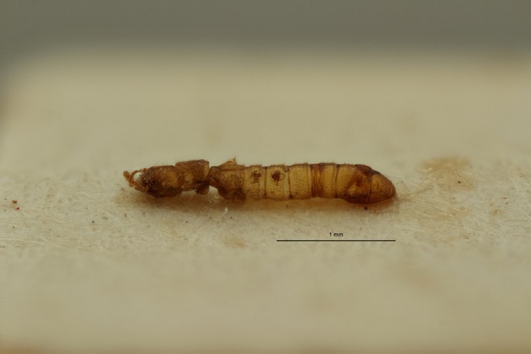 Osoriopsis urundiensis pt L ZS PMax Scaled.jpeg