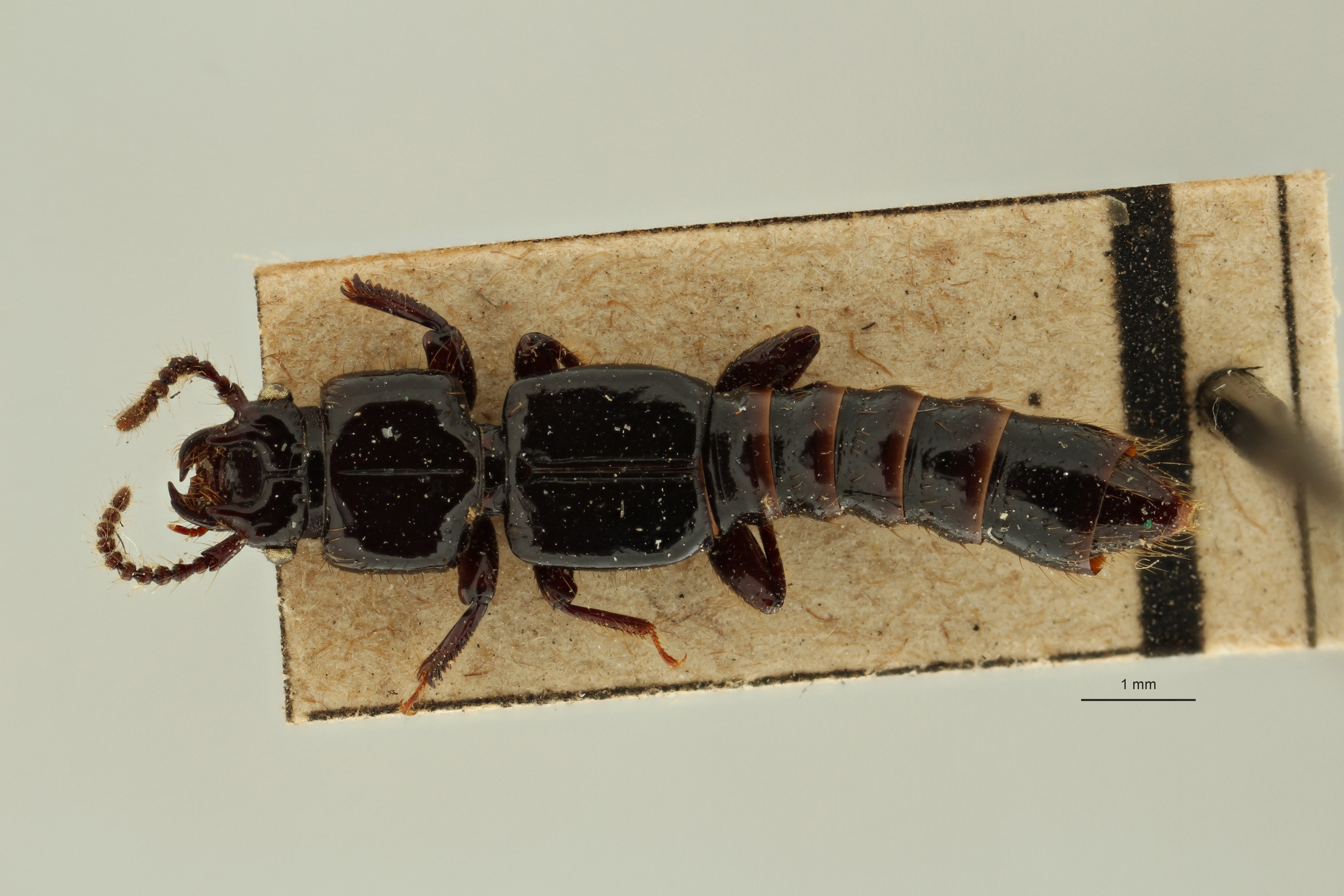 Priochirus cavifrons st D ZS PMax Scaled.jpeg