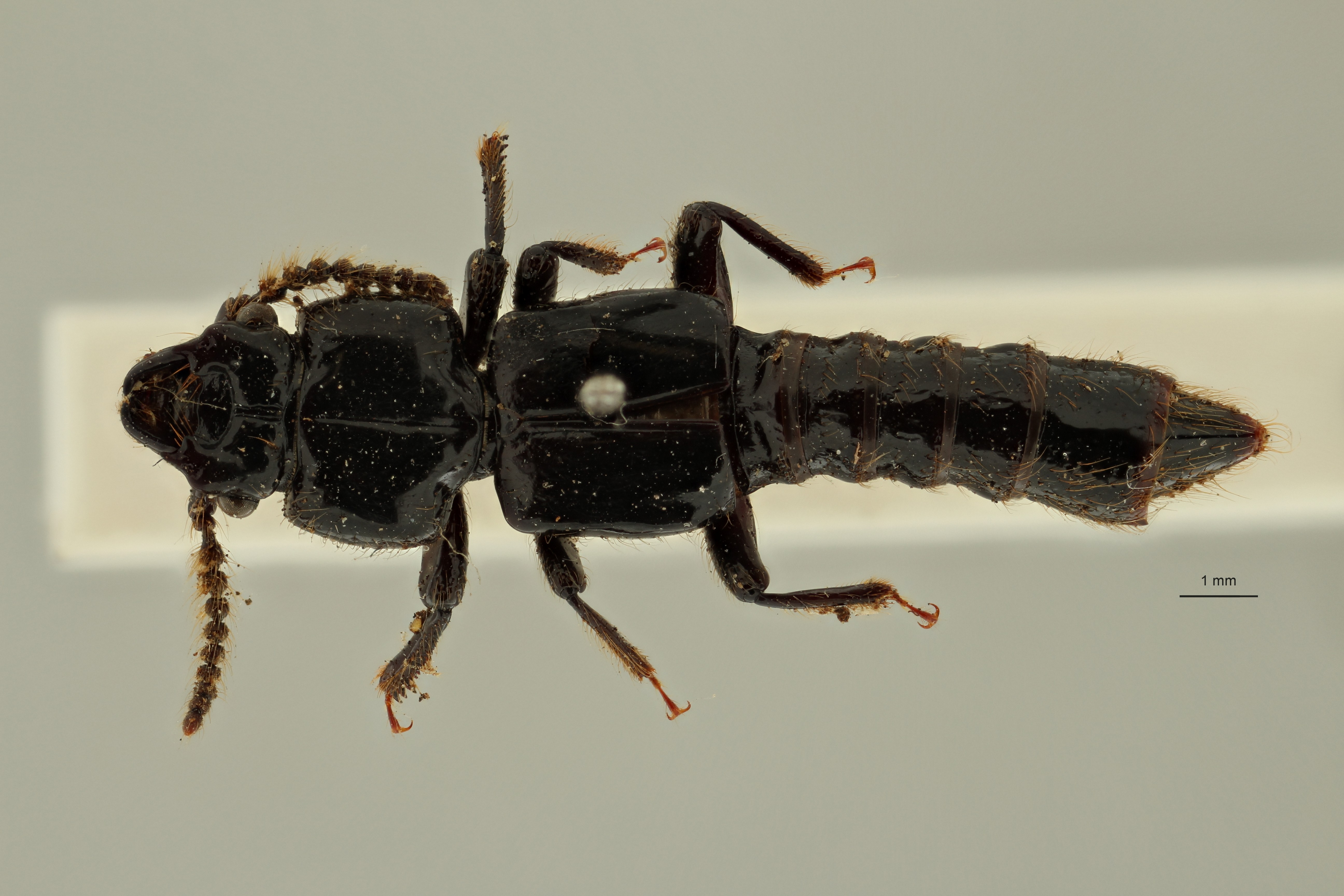 Priochirus forticornis st D ZS PMax Scaled.jpeg