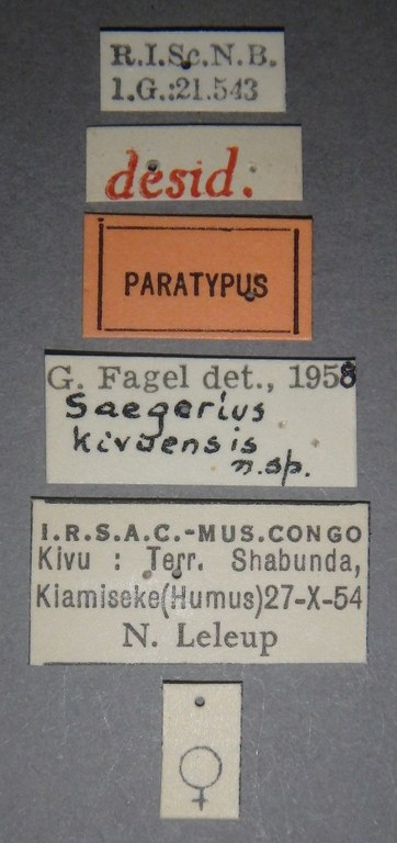 Saegerius kivuensis pt Lb.jpg