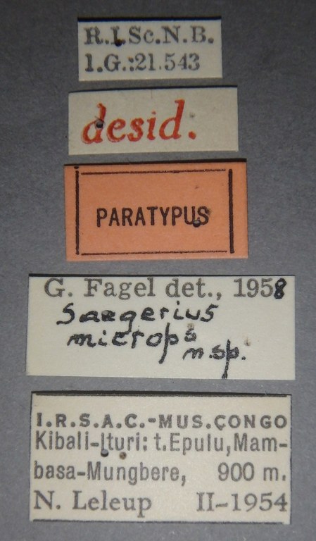 Saegerius microps pt Lb.jpg
