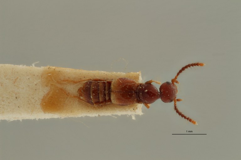 Apocellus ferrugineus ex t D.jpg