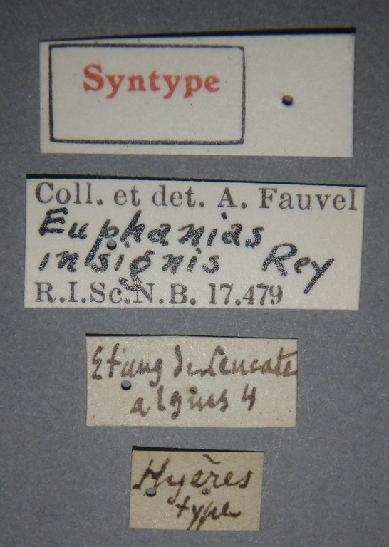 Euphanias insignis st Lb.jpg